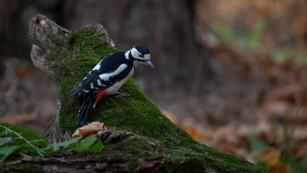 Photograph by Марат Кучкаев