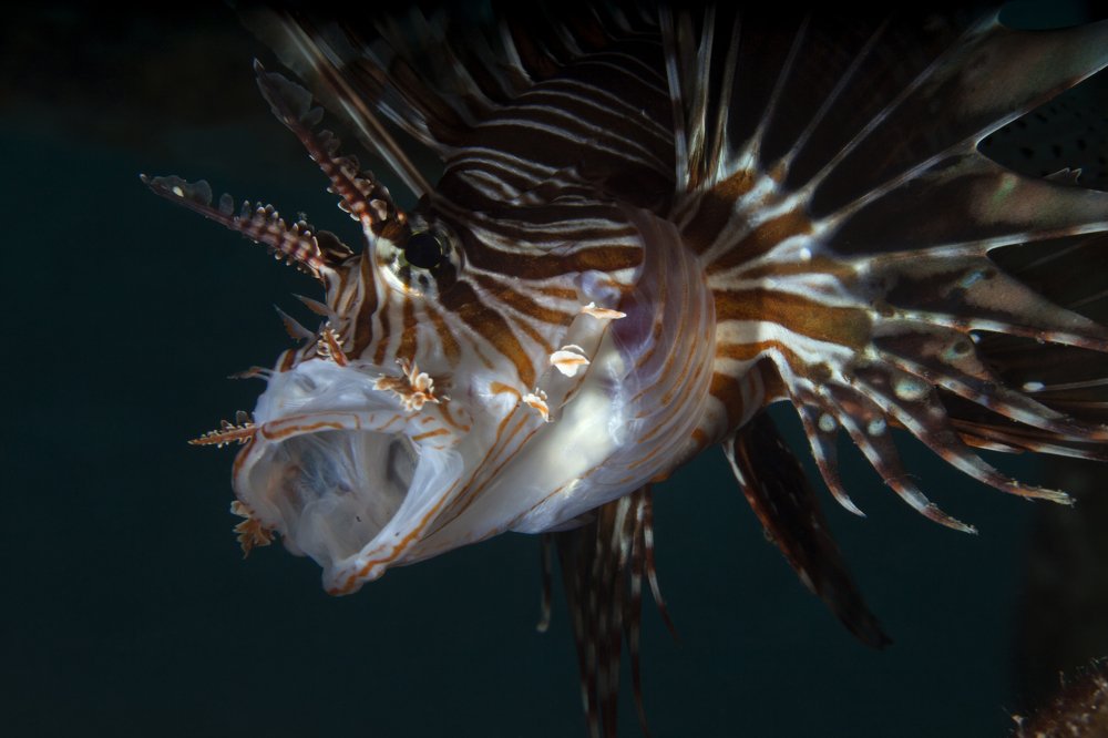 Photograph by Юрий Перевозников