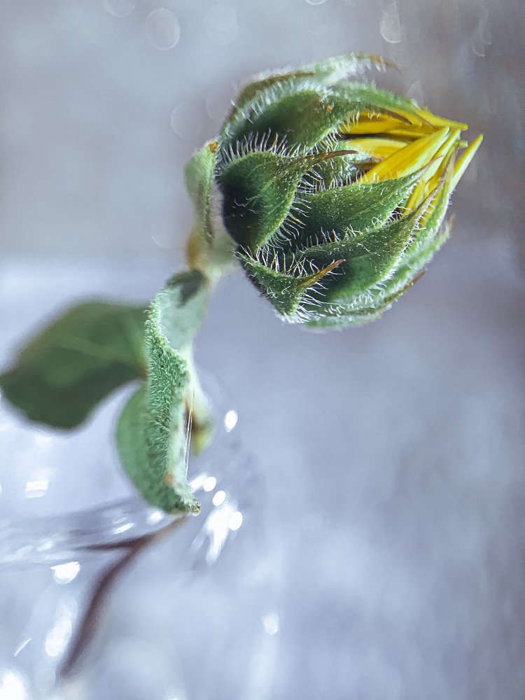 Юный подсолнух