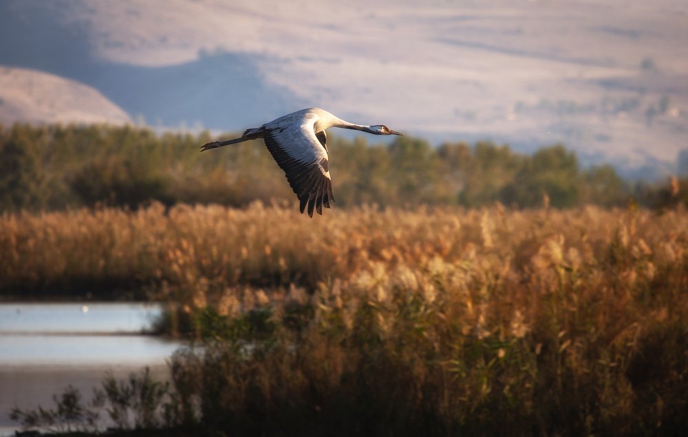 Фотография автора Григорий Крамаренко