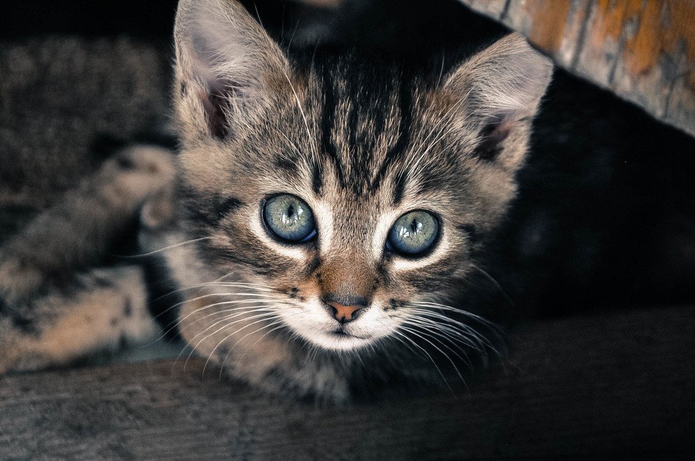 Photograph by Антонина Вишневская