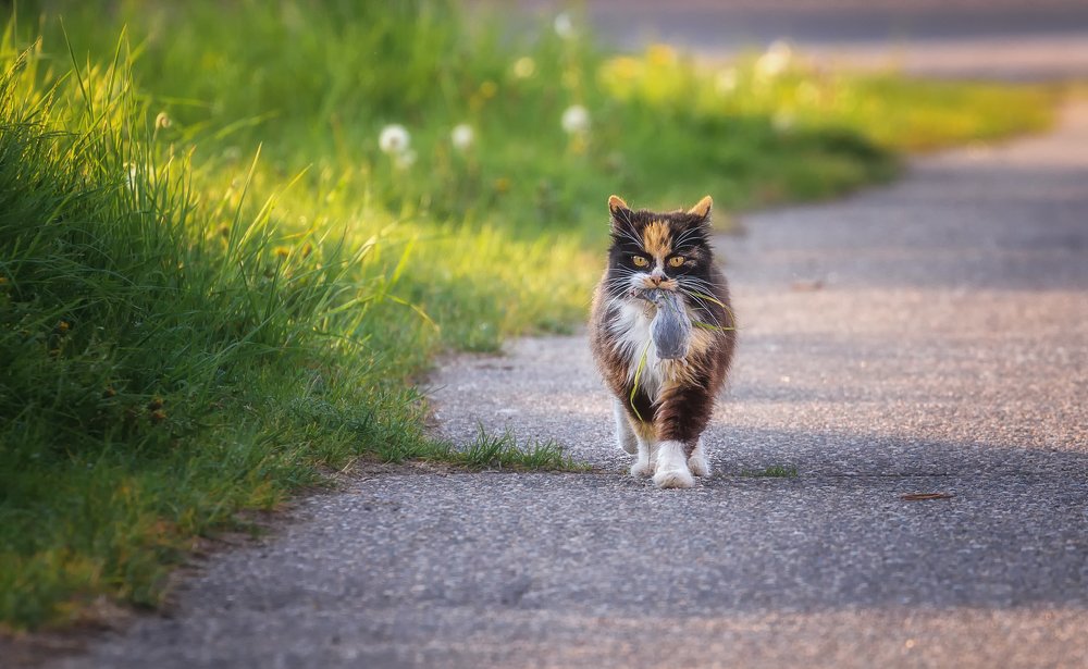 Фотография автора Григорий Крамаренко
