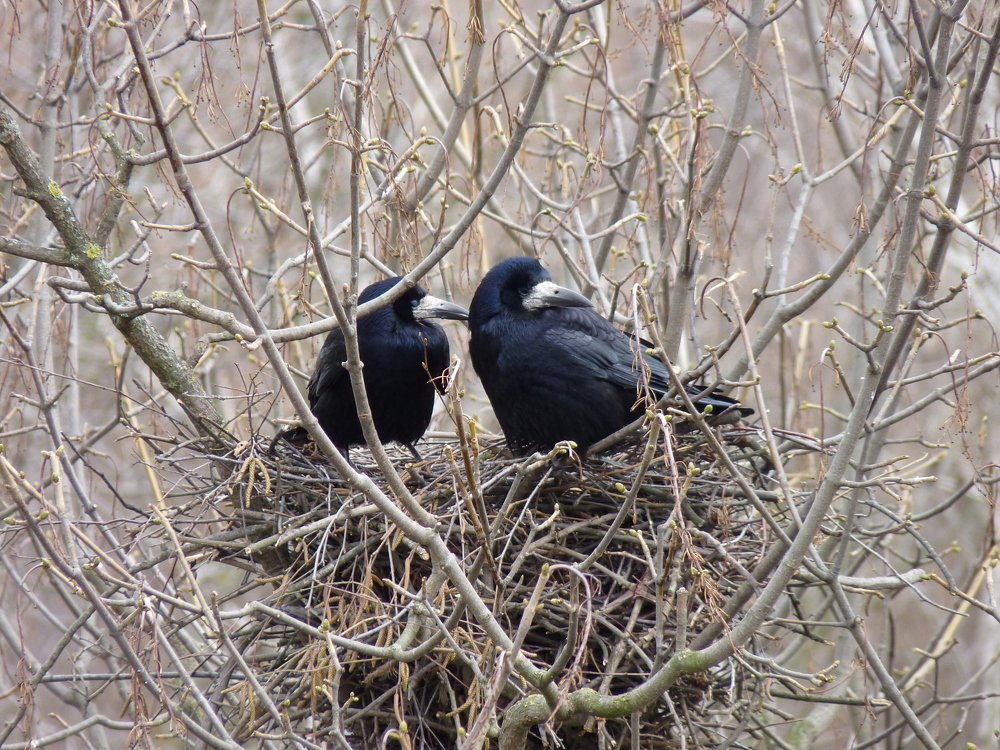 Photo #5052421