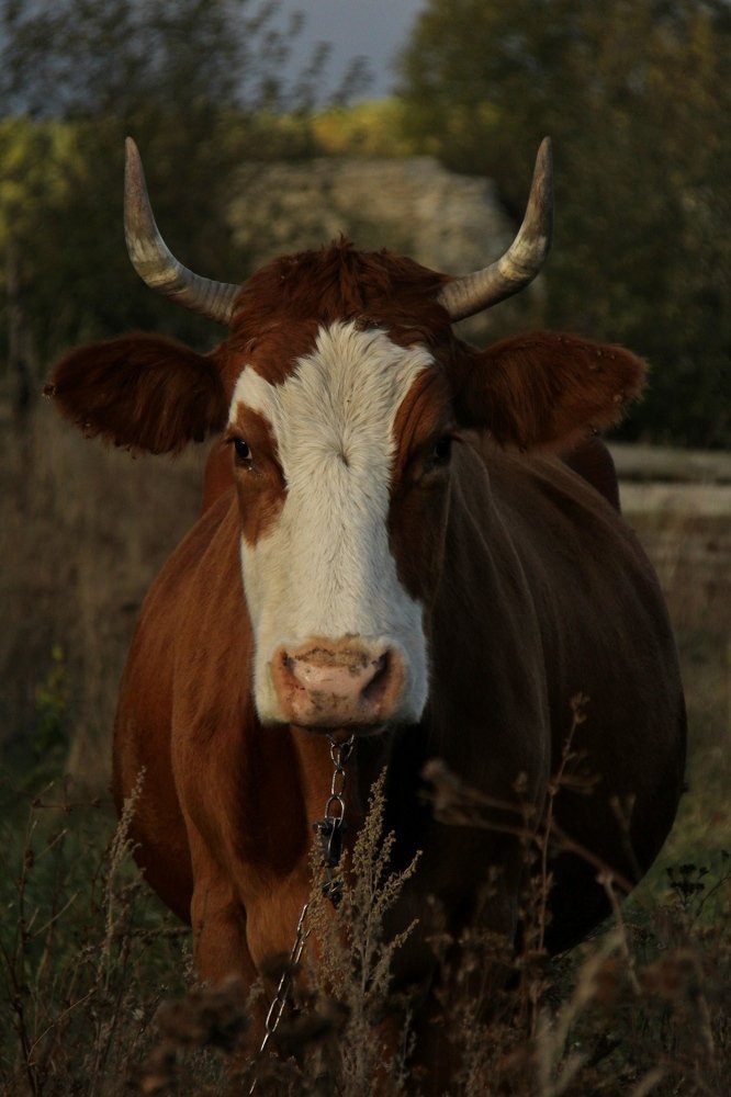 Photograph by Игорь Улитин