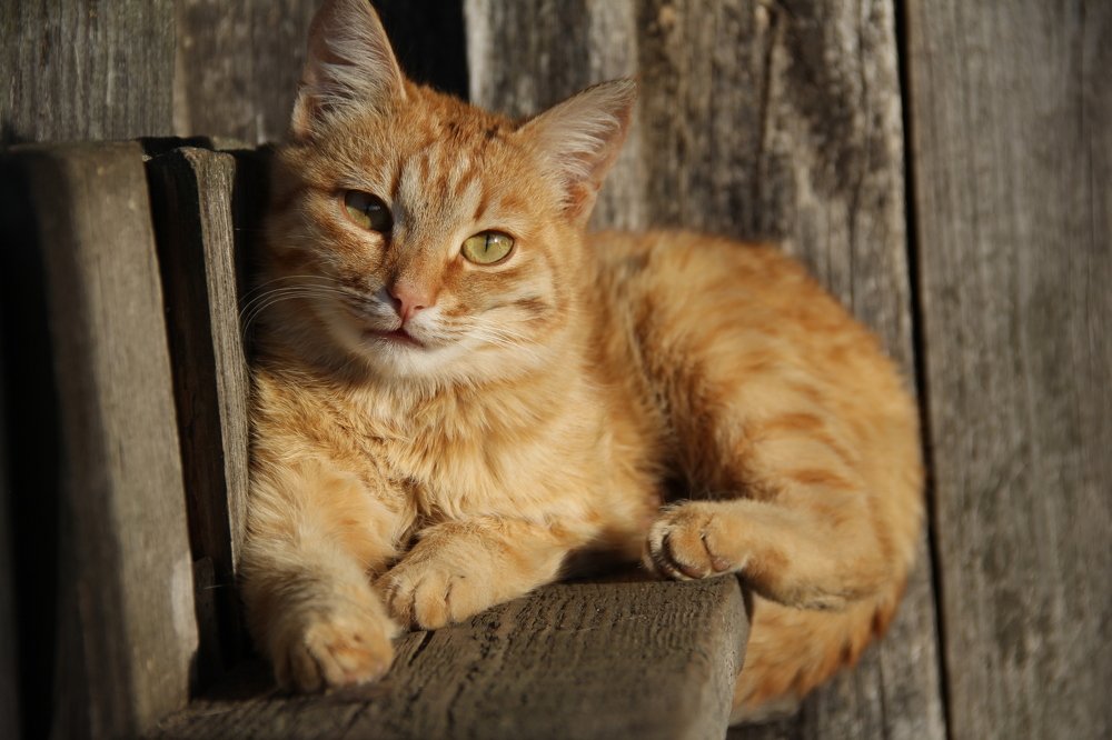 Photograph by Игорь Улитин