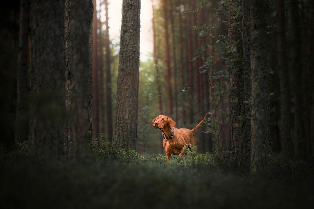 Photograph by Karina Saarestik