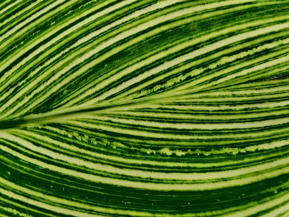 Photograph by Ashwani Soni