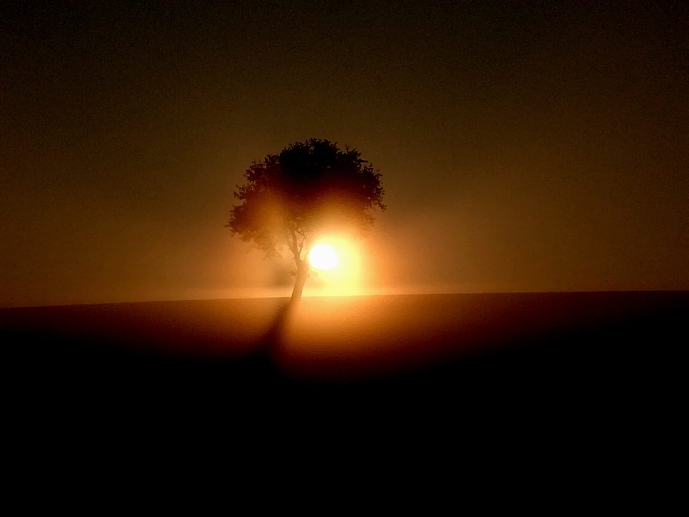 Sunrise, fog and tree..
