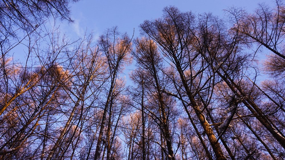 Мороз в лесу