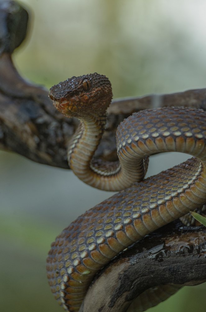 Photograph by Mulyanto Syafridel