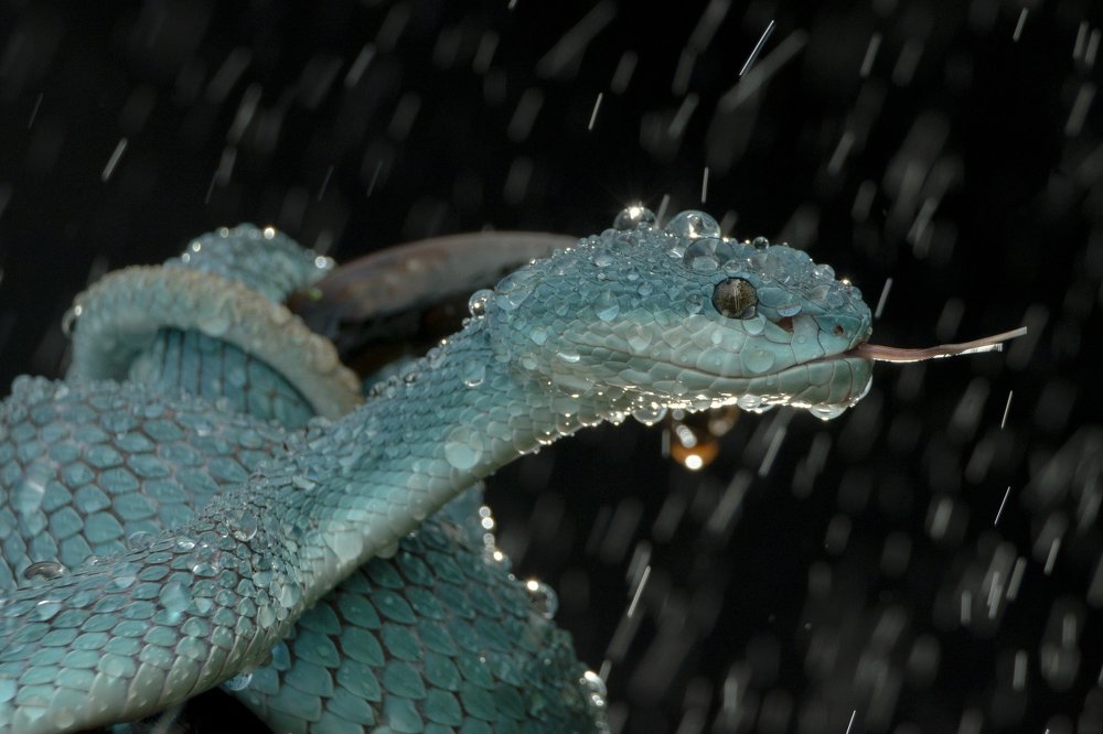 Photograph by Mulyanto Syafridel