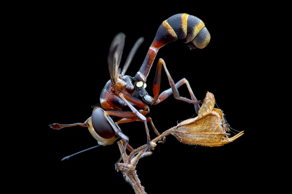 Thick-headed fly (family Conopidae)... Physocephala species