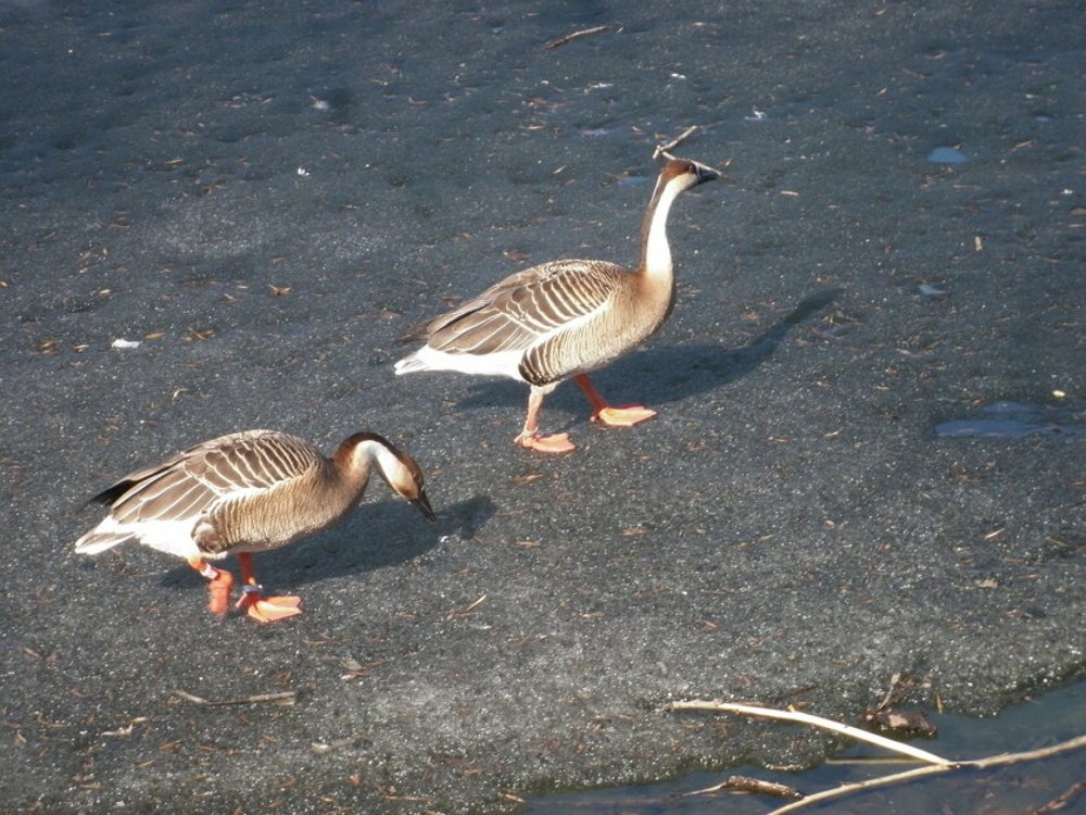 Photograph by Елена Малкова
