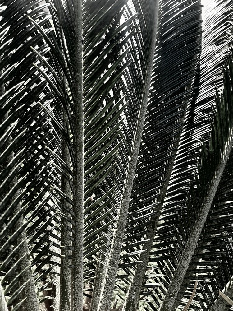 Photograph by Antonina Geçkil