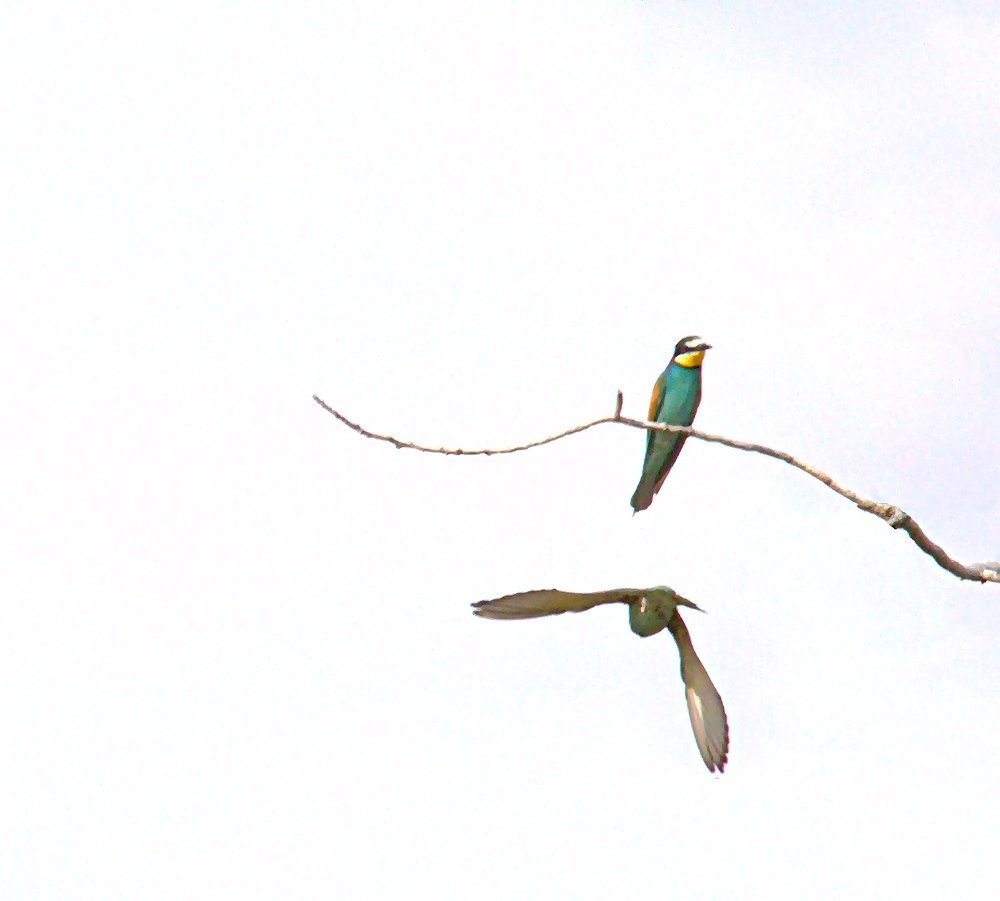 Фотография автора Alireza Bagheri sani