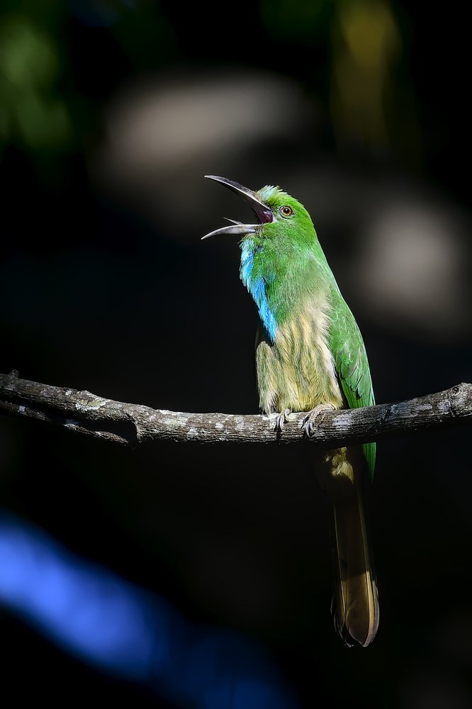 Blue-bearded bee-eater on a winter morning