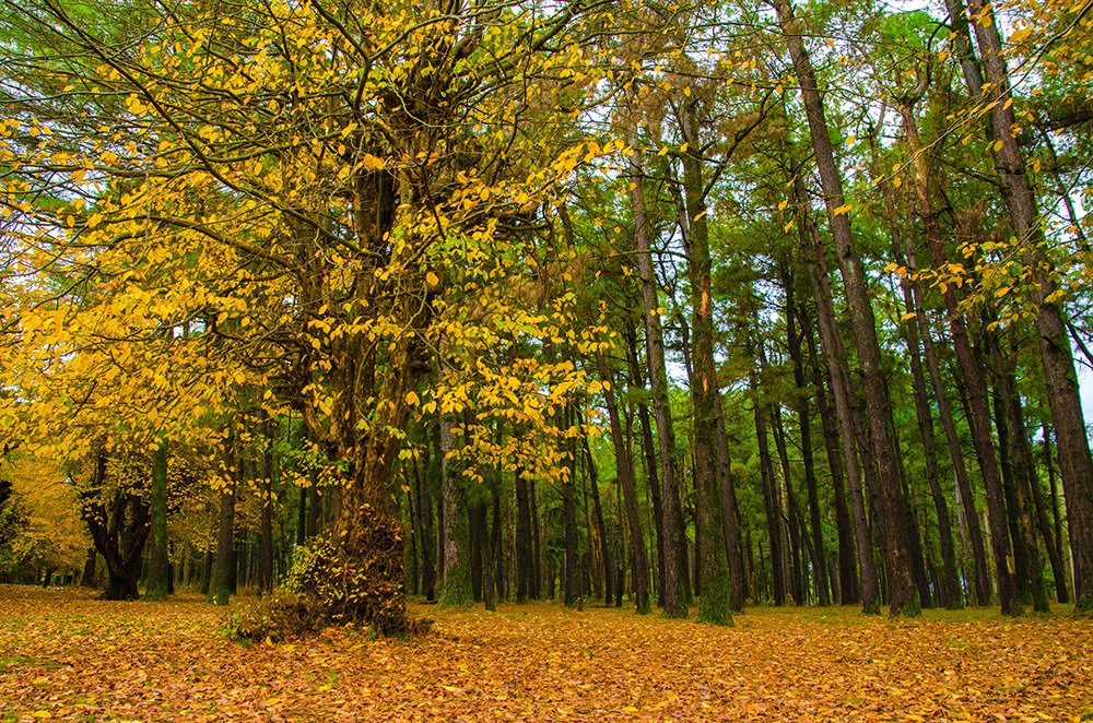 Photograph by Sahar Jafari