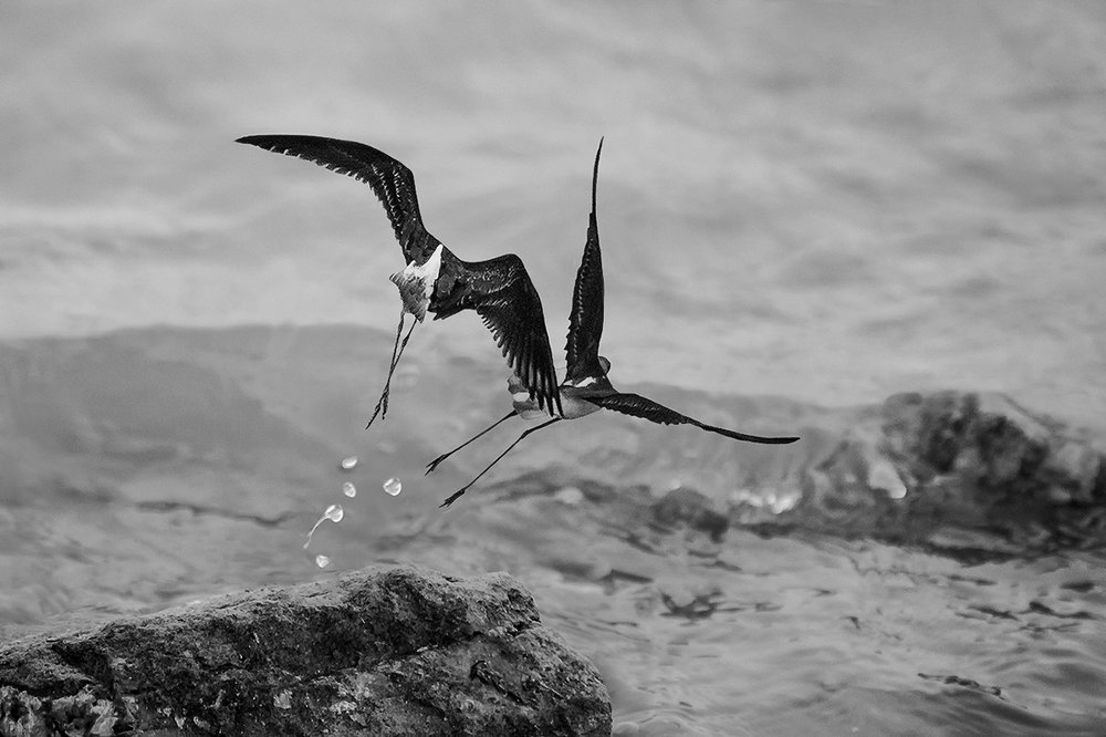 Взлетающие кулики