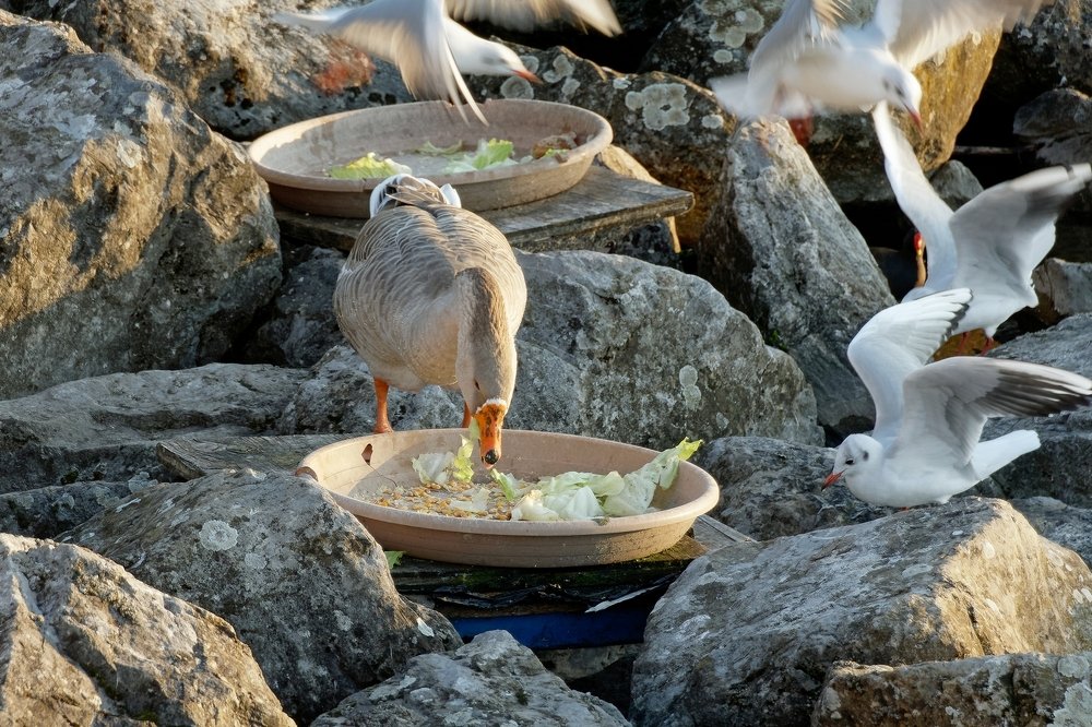 vegetarian seagulls ?