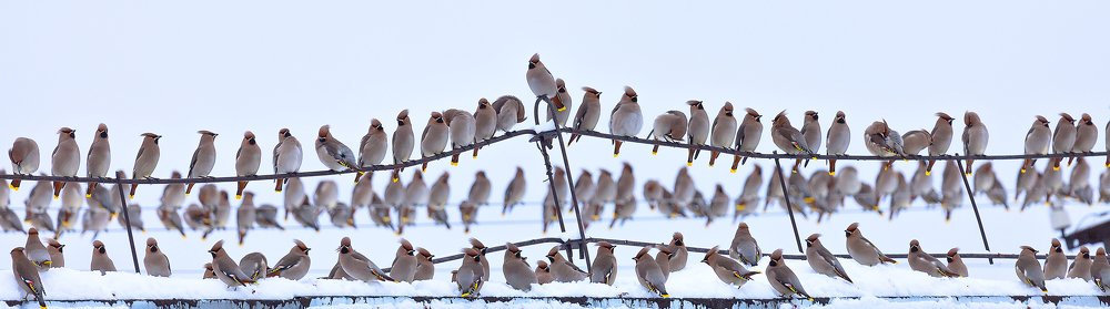 Птица свиристель.