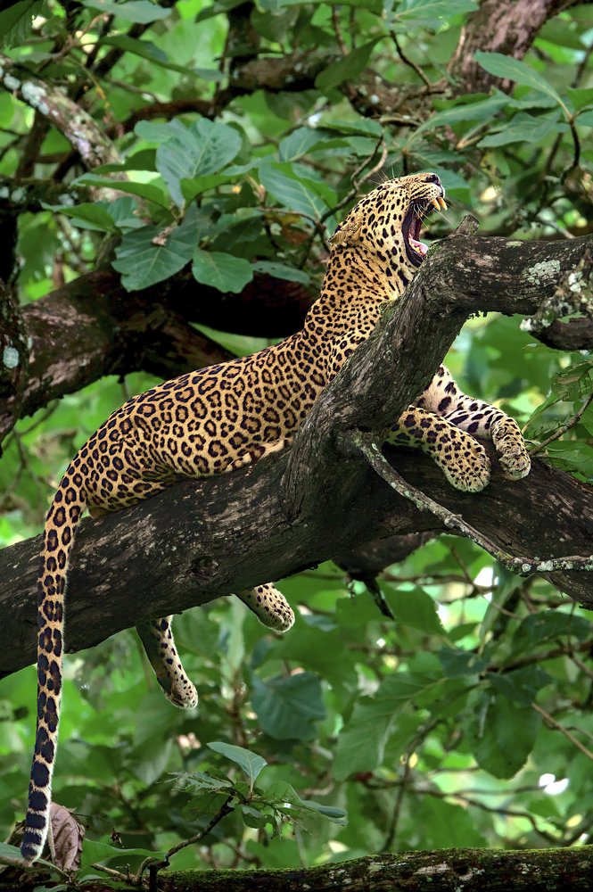 Dominance in the wild