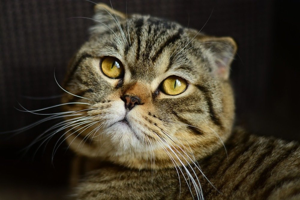 Photograph by Maria Tsechoeva