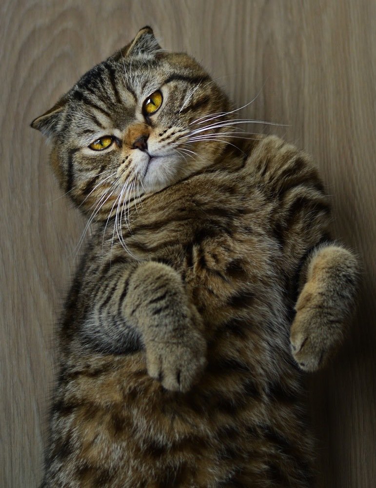 Photograph by Maria Tsechoeva