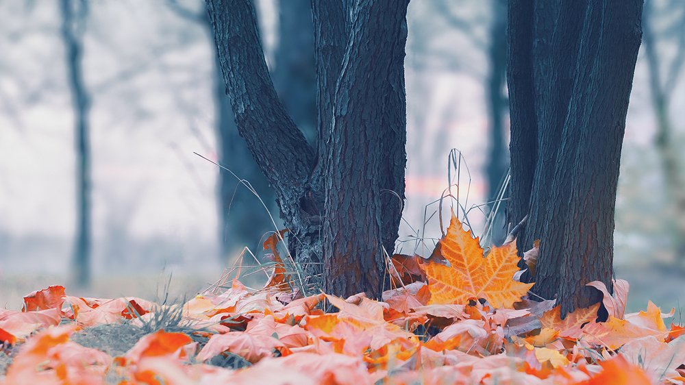 Конец осени. Юг России.