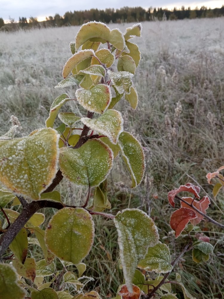 Photograph by Любовь Шаврина