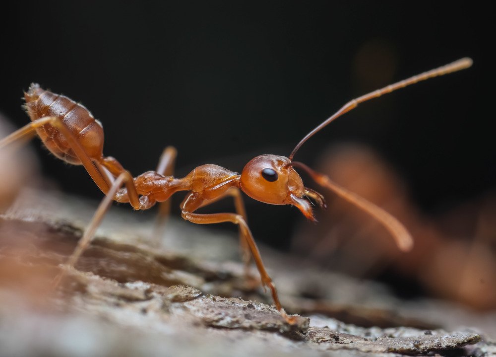 Weaver ant
