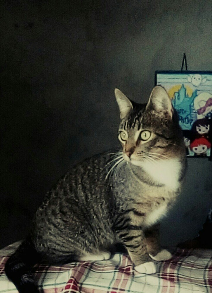 My cat