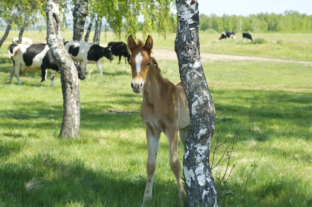 Photograph by Ольга Воронова