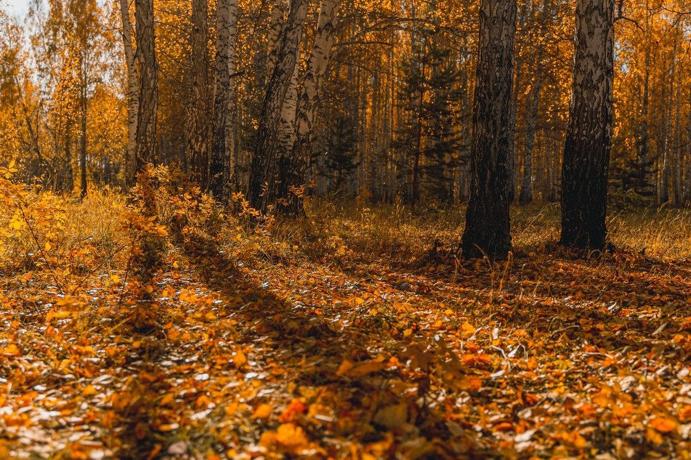 Photograph by Илья Борзенков