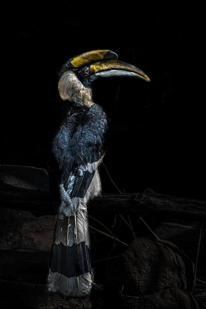 Cálao bicorne (Buceros bicornis)
