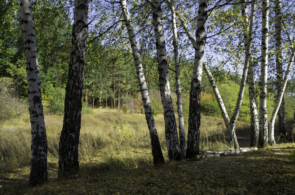 По тропам поэтов