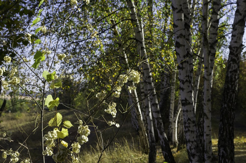 В тени берез