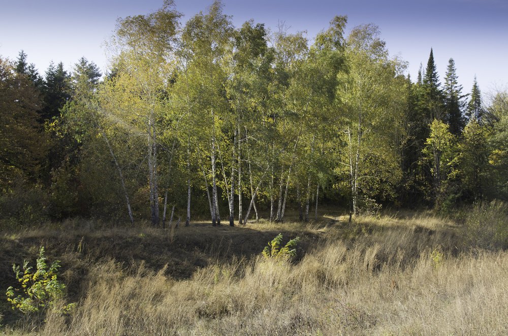 Отговорила роща золотая