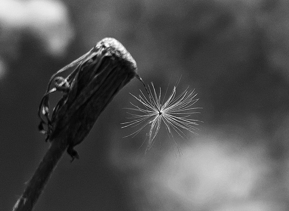 Photograph by Ольга Пумочка-13