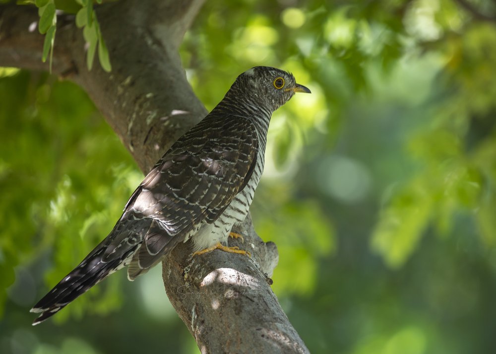 Photograph by Sangeetha Damodaran