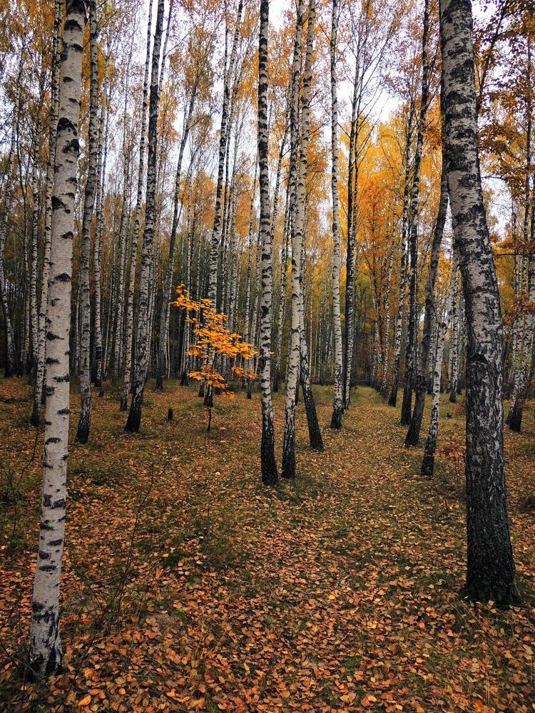 Фотография автора Роман Савоцкий