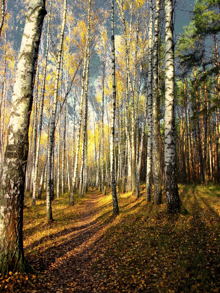 Фотография автора Роман Савоцкий