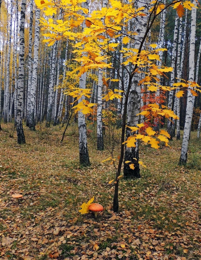 Фотография автора Роман Савоцкий