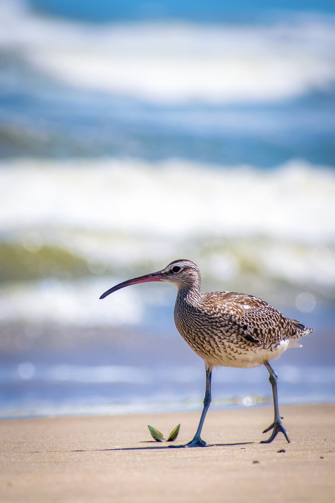 A Beach walk of lone Whimbrel