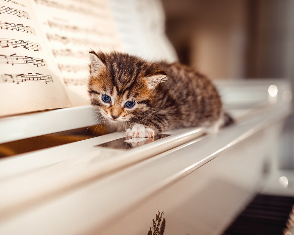 Урок музыки