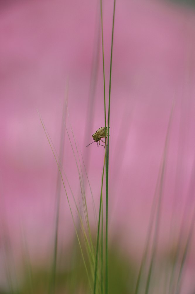 Photograph by Shahab Haghverdi