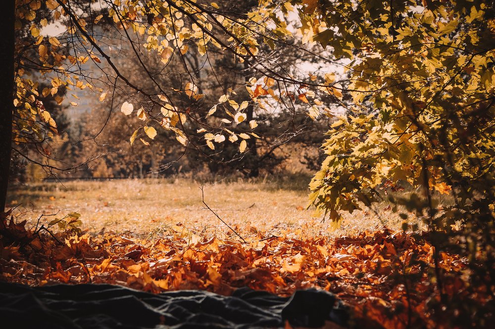 Photograph by Olesia Chepurchenko