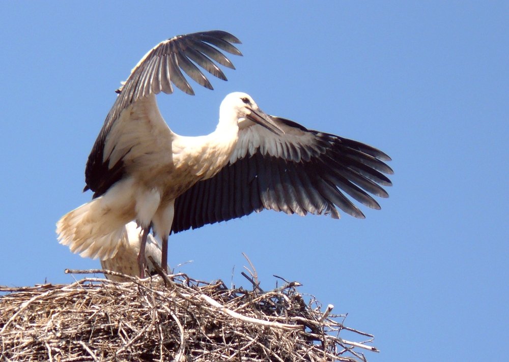 Photograph by леонид натапов