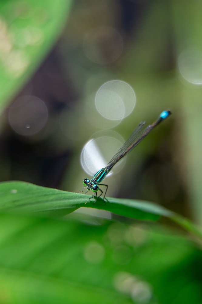 Photograph by Shahab Haghverdi