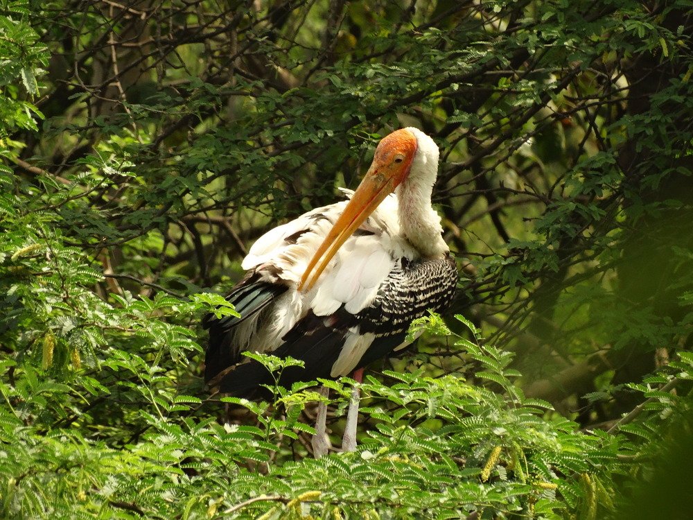 Photograph by Ankit Kumar