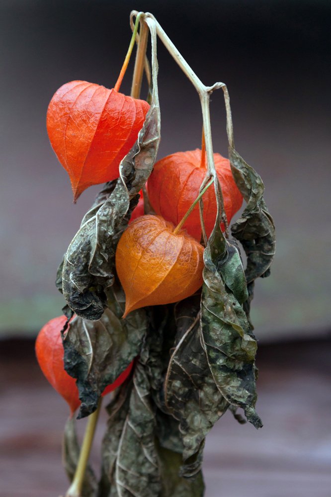 Photograph by Эльвира Сагдиева